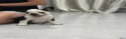 French Bulldog dogs for sale: French bulldog puppies  - Advert 3