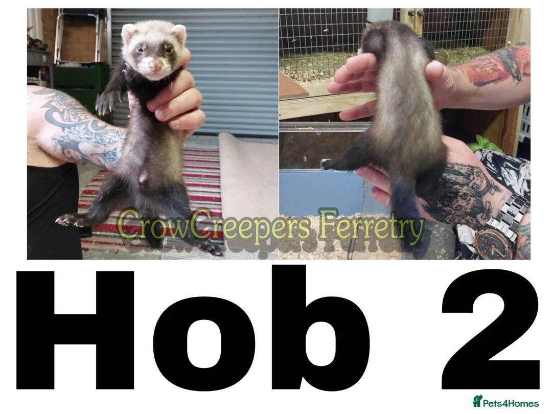 Ferret rodents for sale: Ferret Kits for Sale - Advert 11