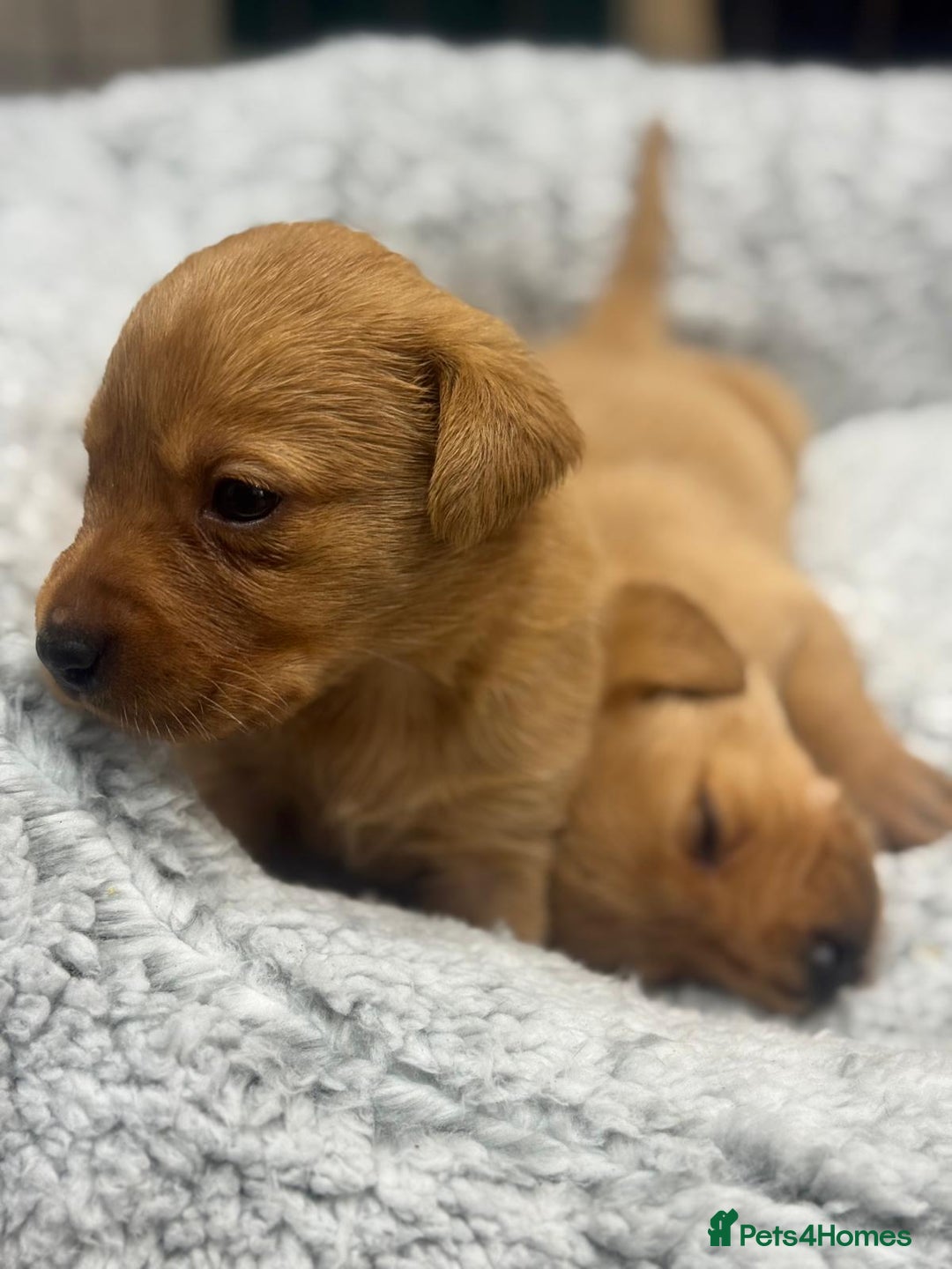 Labrador Retriever dogs for sale: Labrador Puppies  - Advert 7