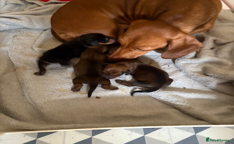 Miniature Dachshund dogs - Advert 12