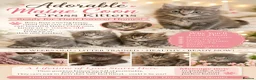 Maine Coon cats for sale: Stunning Maine Coon X Kittens. Ready now. in Ferndown - Advert 4
