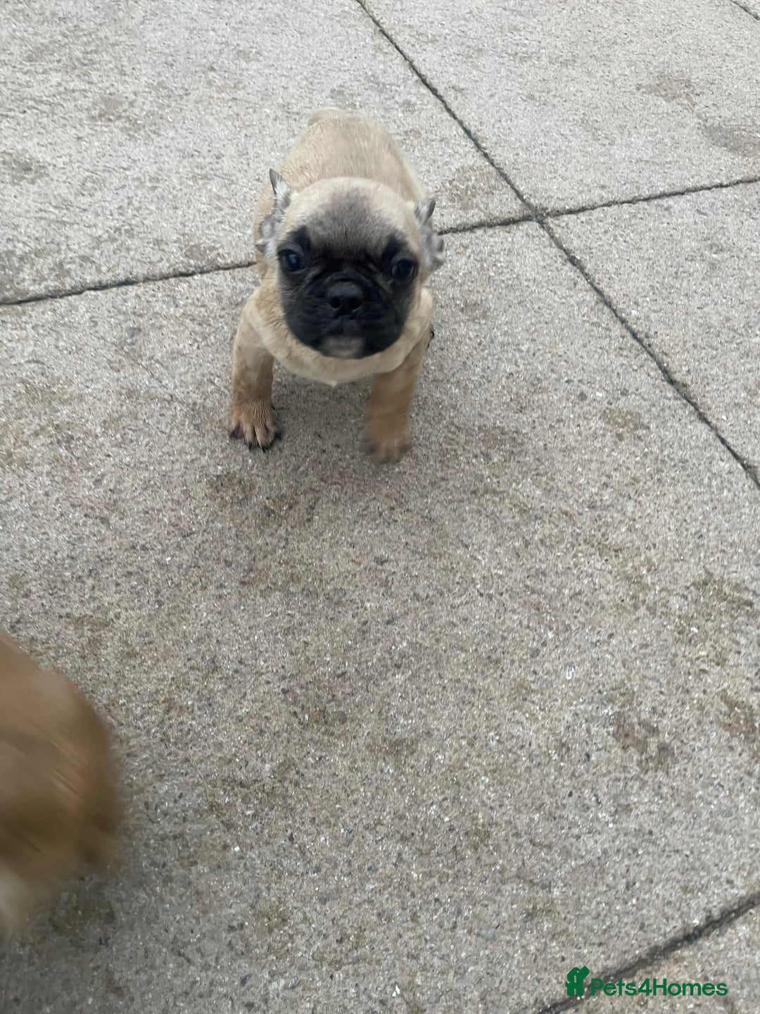 French Bulldog dogs for sale: Ready now!!! Reduce in price  - Advert 9