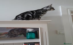 Savannah cats for sale: Full Pedigree & TICA Reg Marble Savannah Kitten - Image 21