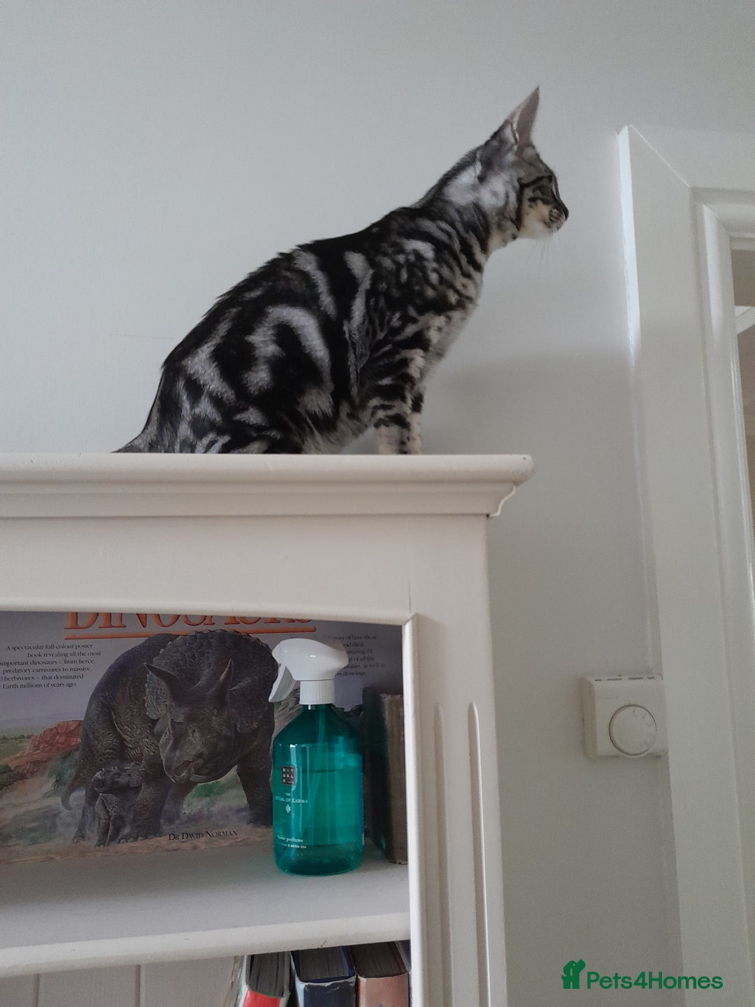 Savannah cats for sale: Full Pedigree & TICA Reg Marble Savannah Kitten - Image 21
