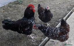 Chickens poultry for sale: Speckled sussex large fowl - Image 2