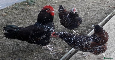 Chickens poultry - Advert 8
