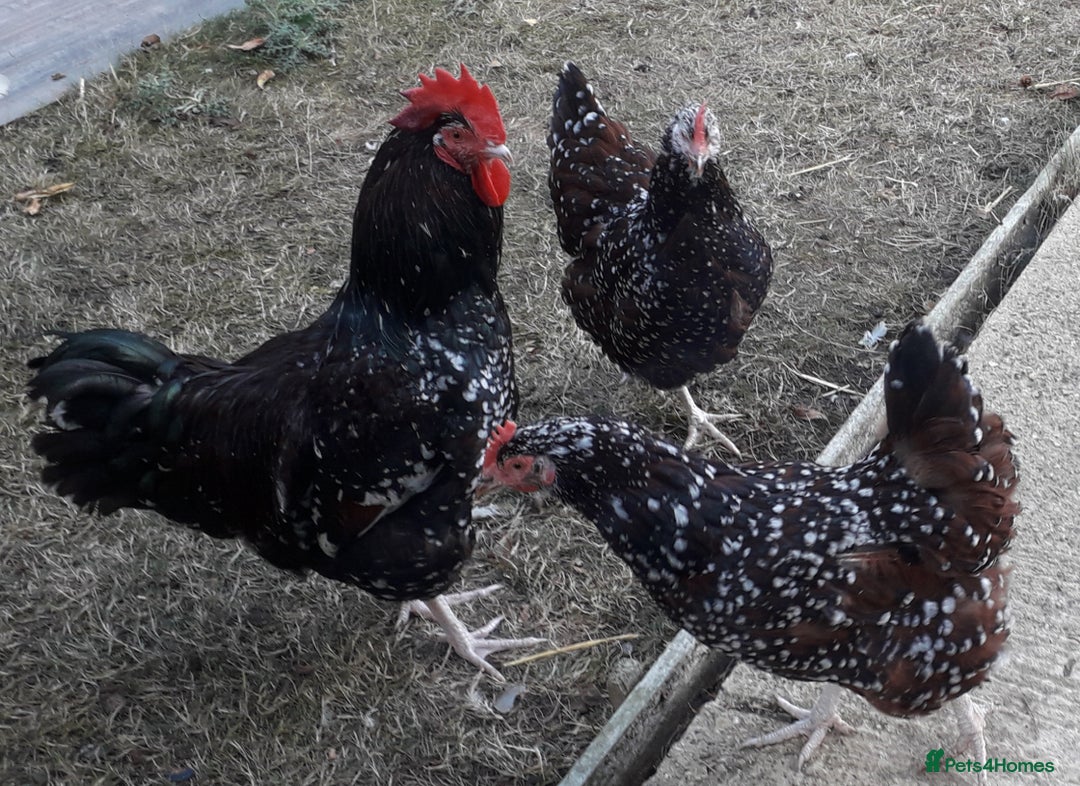 Chickens poultry for sale: Speckled sussex large fowl - Image 2