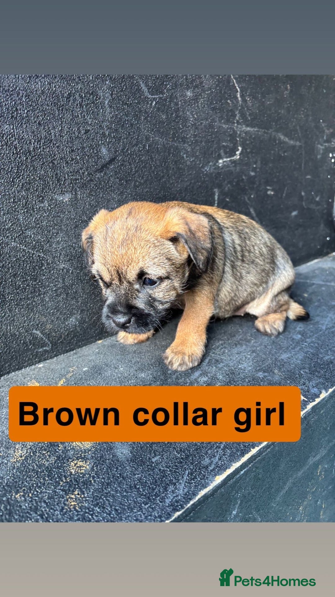 Border Terrier dogs for sale: Border terrier pups  - Advert 4
