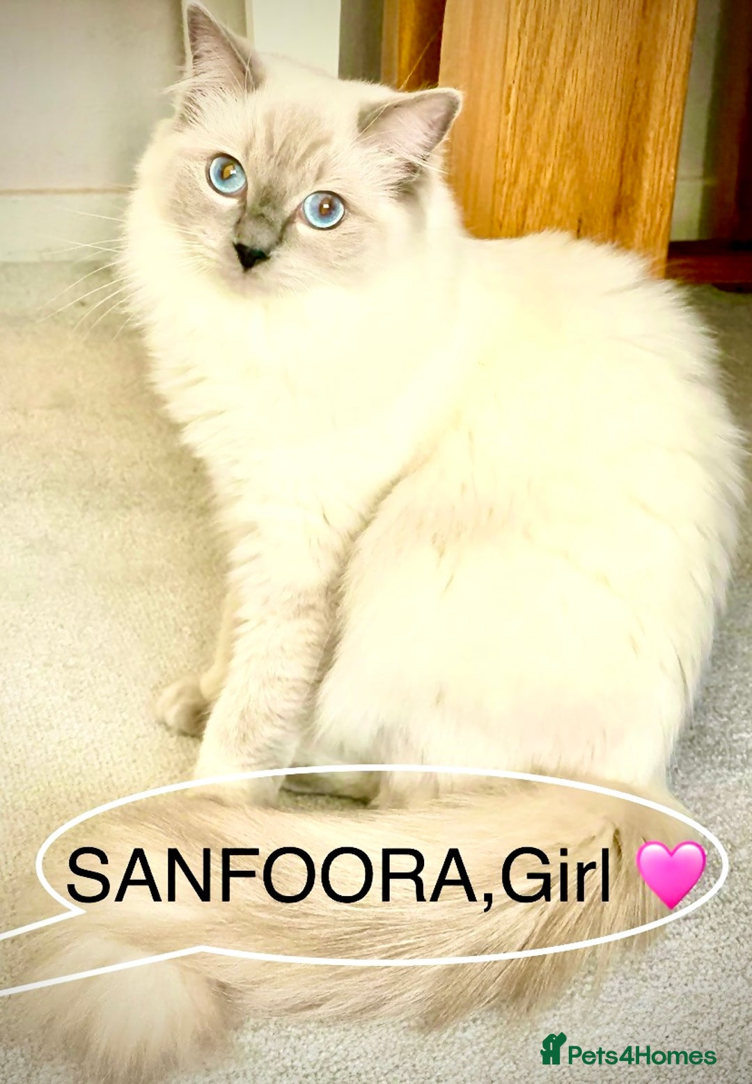 Ragdoll cats for sale: Lovely Ragdoll looking for lovely family - Advert 38