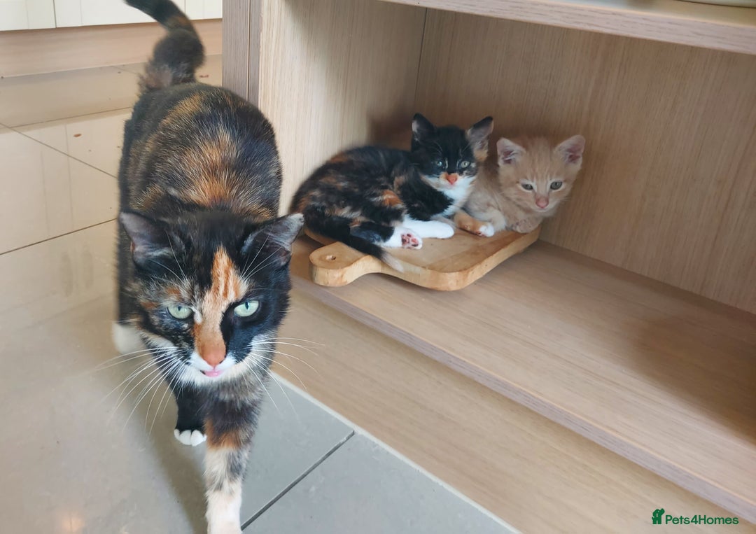 Mixed Breed cats for sale: 1 beautiful, playful kitten ready for new home - Image 6