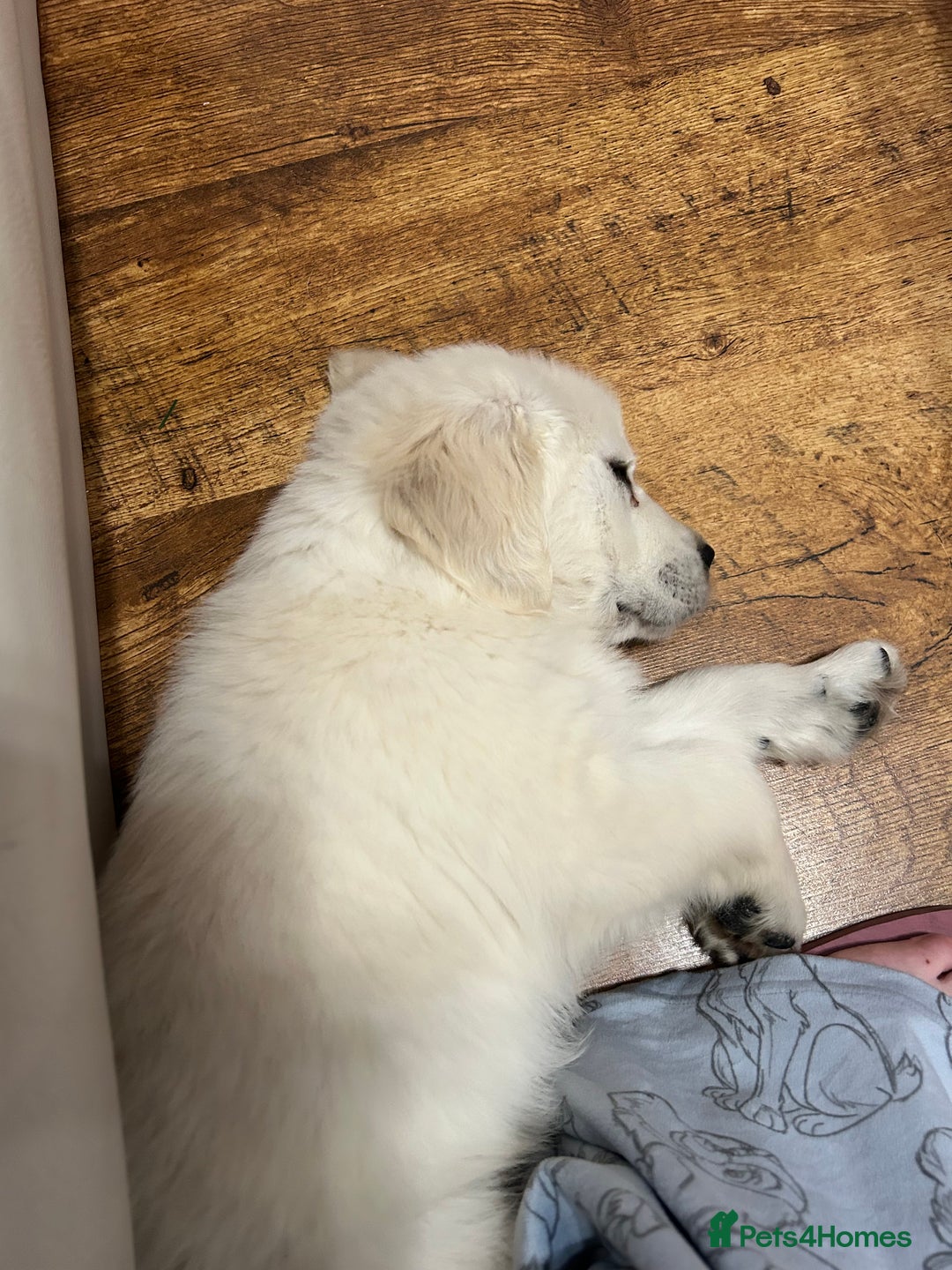 Golden Retriever dogs for sale: Looking for furever home - Advert 3