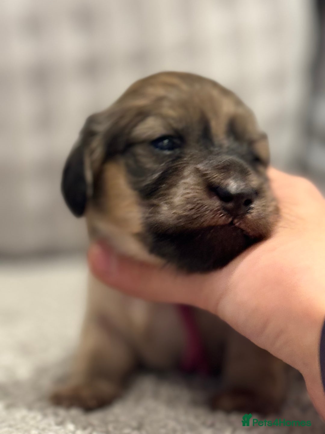 Miniature Dachshund dogs for sale: Reservation list now open! - Image 19