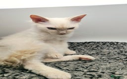 LaPerm cats for sale: Lilac point longhaired curly LaPerm kitten - Image 7
