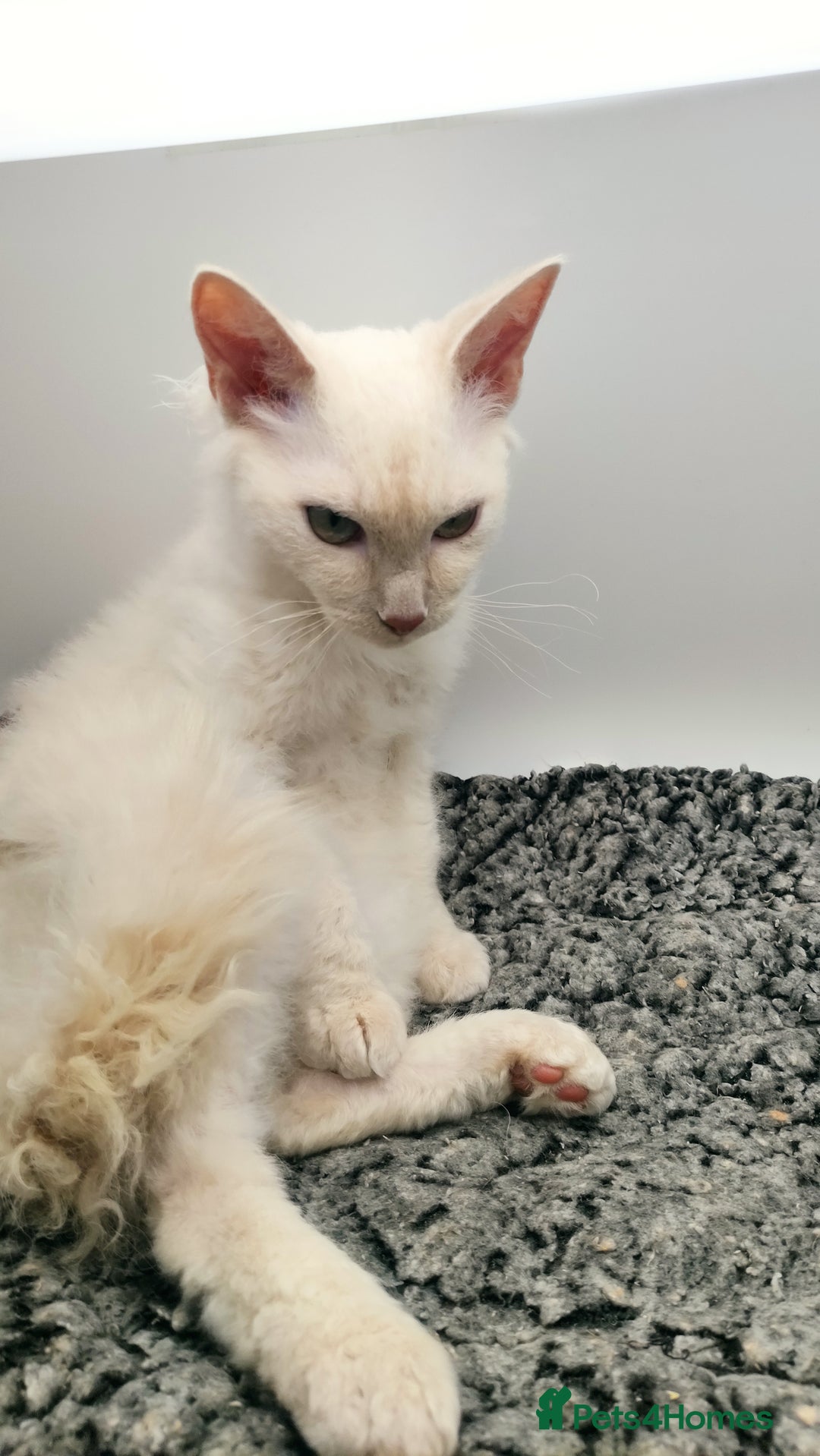 LaPerm cats for sale: Lilac point longhaired curly LaPerm kitten - Image 7