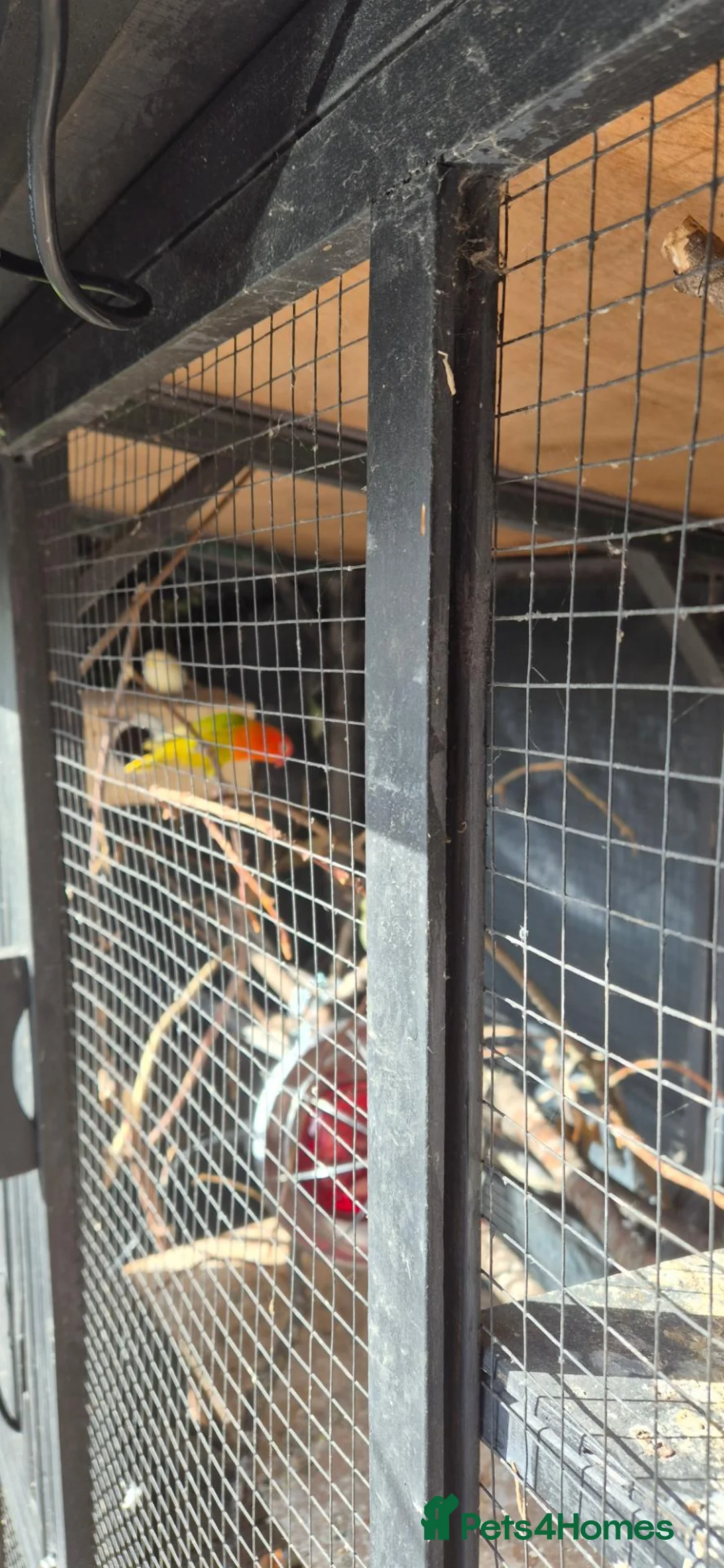 Lovebirds birds for sale: Love birds breeding pair - Advert 2