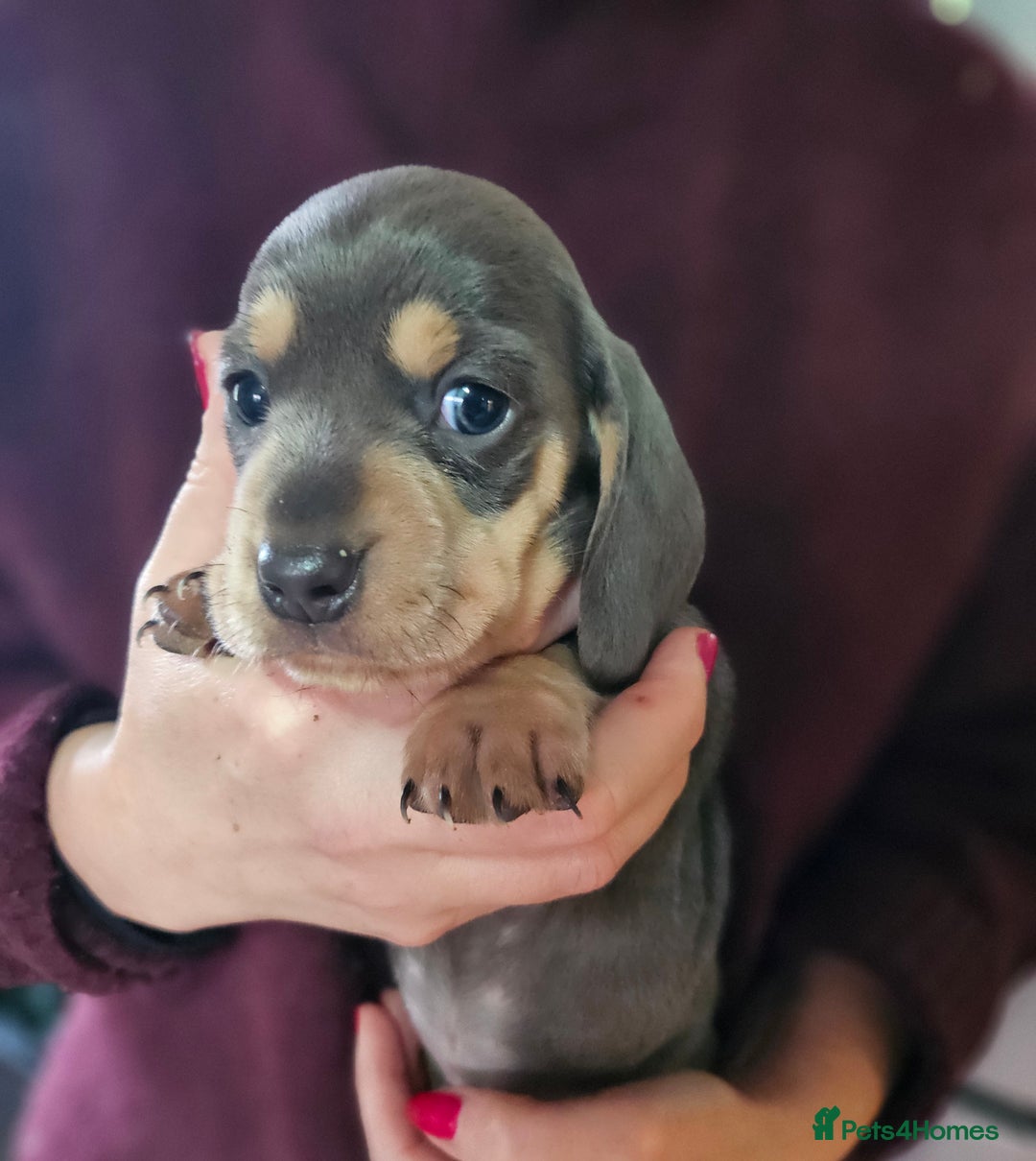 Miniature Dachshund dogs for sale: Kc registers mini smoothaired dachshund puppies - Advert 1