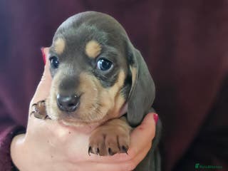 Miniature Dachshund dogs Kc registers mini smoothaired dachshund puppies - Advert 7