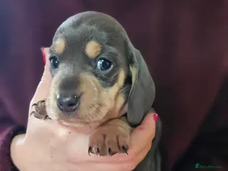 Miniature Dachshund dogs Kc registers mini smoothaired dachshund puppies - Advert 12