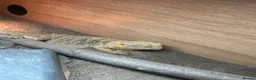 Bearded Dragon reptiles for sale: Bearded dragon and full set up  - Advert 2