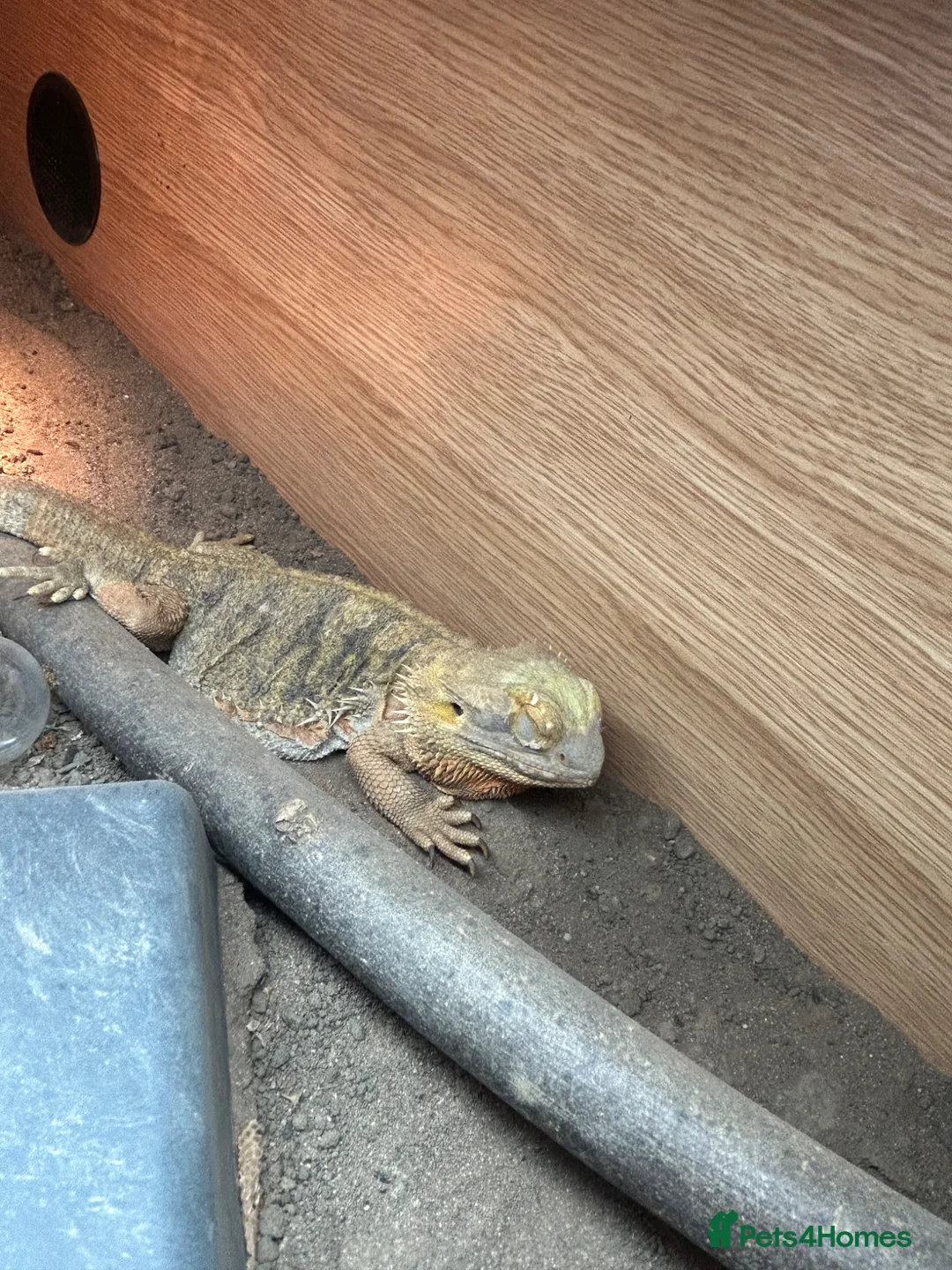 Bearded Dragon reptiles for sale: Bearded dragon and full set up  - Advert 2