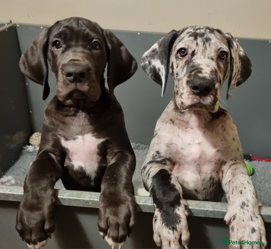 Great Dane dogs for sale: Beautiful girls. KC HEALTH TESTED  - Advert 2