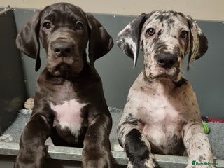 Great Dane dogs 3 girls left. READY NOW - Advert 1