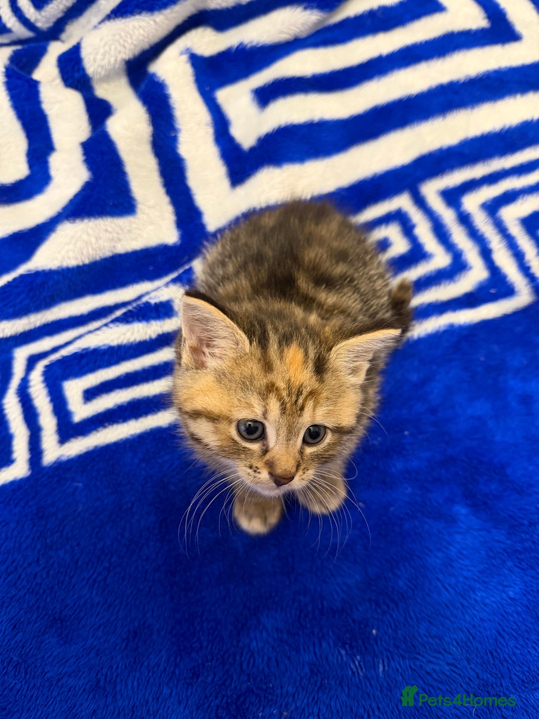 Mixed Breed cats for sale: 5 beautiful kitties  - Advert 15