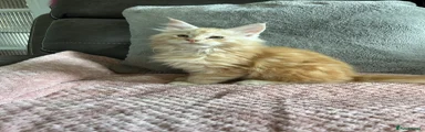 Red tabby boy 
