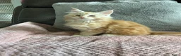 Maine Coon cats for sale: Stunning Maine Coon babies - Advert 12