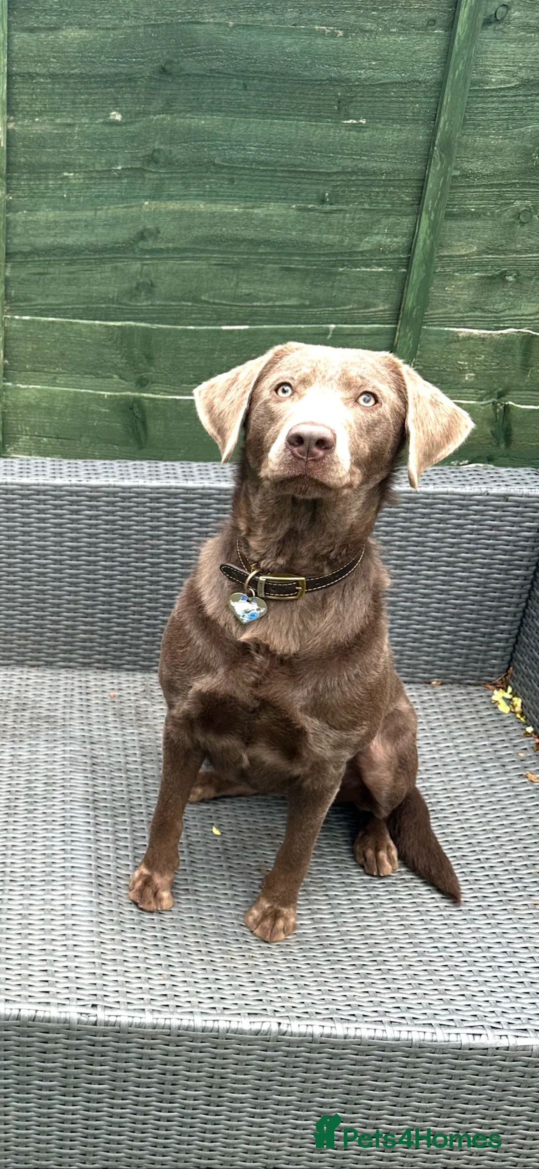 Labrador Retriever dogs for sale: Labrador retriever puppies in Loughborough - Advert 1