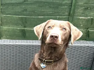 Labrador Retriever dogs Labrador retriever puppies in Loughborough - Advert 14