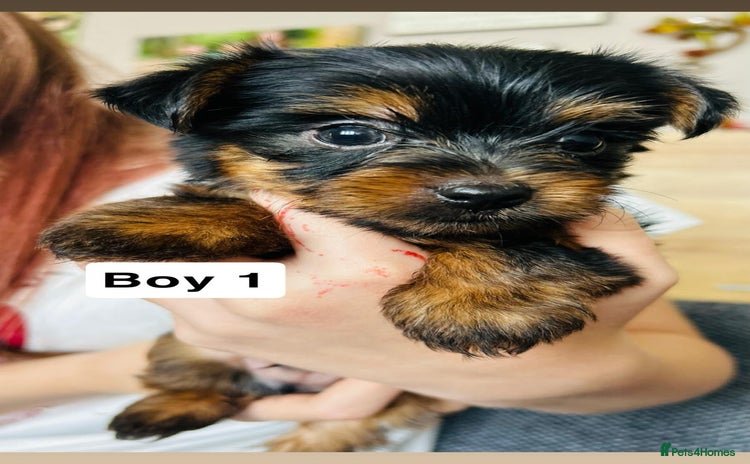 Yorkshire Terrier dogs - Advert 2