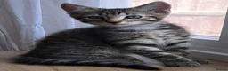 Russian Blue cats for sale: 🐾 Stunning 9 weeks Russian Blue X Tabby Kittens - Advert 18