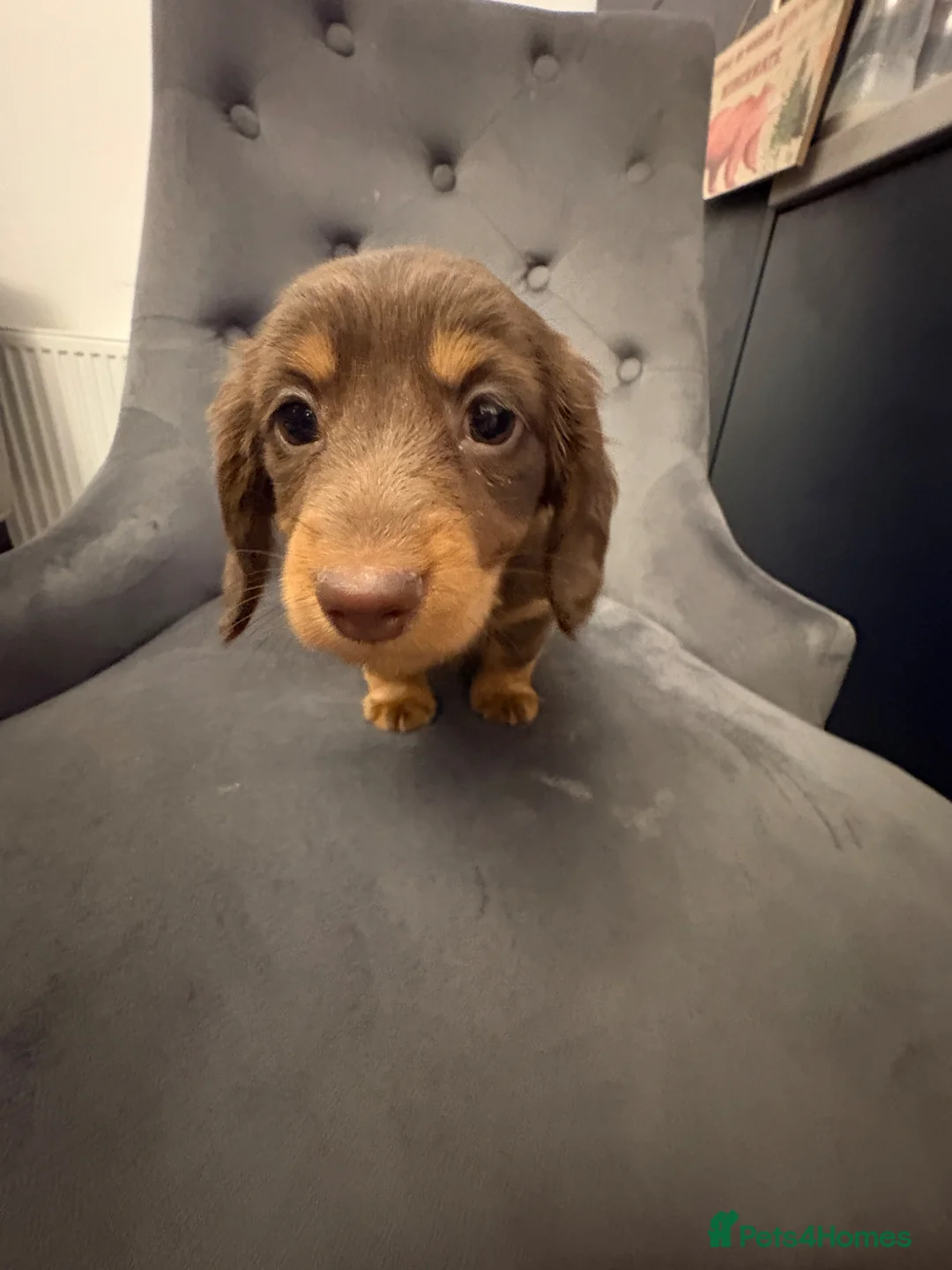 Dachshund dogs for sale: Miniature Dachshund puppies  - Advert 2