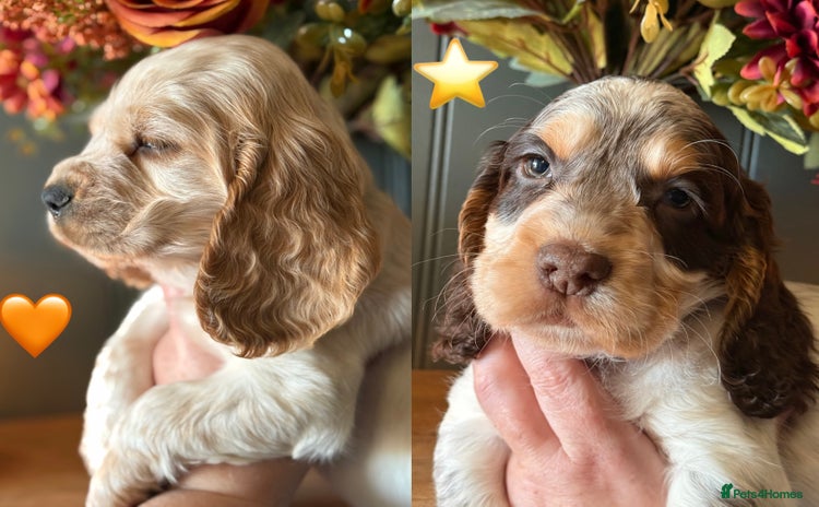Cocker Spaniel dogs Stunning litter of 10 cocker spaniels KC reg 5⭐️ - Advert 8