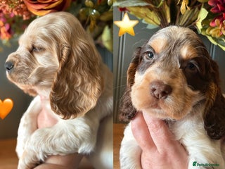 Cocker Spaniel dogs Stunning litter of 10 cocker spaniels KC reg 5⭐️ - Advert 5