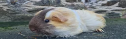 Guinea Pig rodents for sale: Sheltie female guinea pigs - Advert 7
