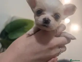 Chihuahua dogs 3 ABSOLUTELY GORGEOUS CHIHUAHUA PUPPIES FOR SALE - Advert 6