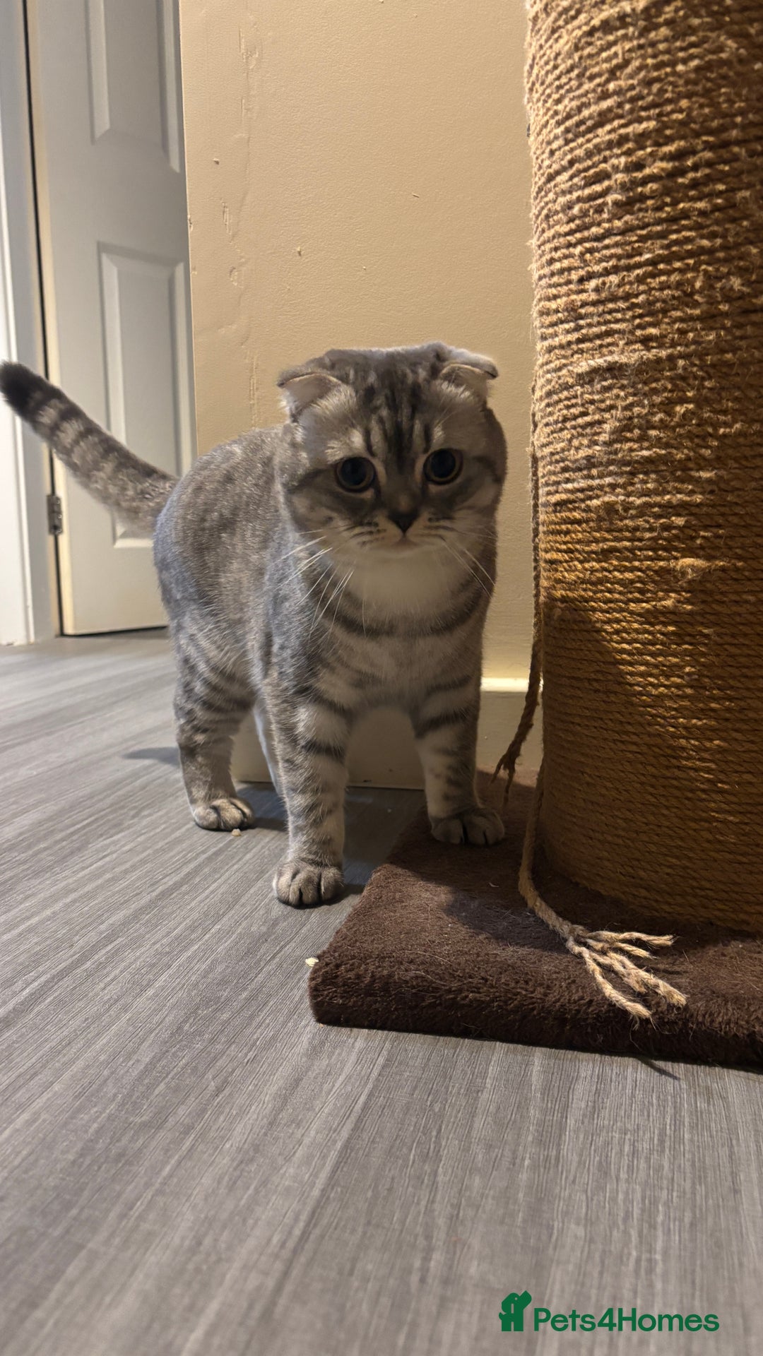 Scottish Fold cats for stud: Beautiful Scotish fold boy for stud  - Advert 3