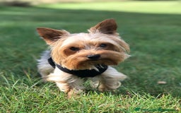 Yorkshire Terrier dogs for stud:  Miniature Experienced Yorkshire Terrier STUD  - Image 2