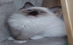 Ragdoll cats for sale: RAGDOLL SEAL POINT BLUE EYES READY NOW! - Image 31