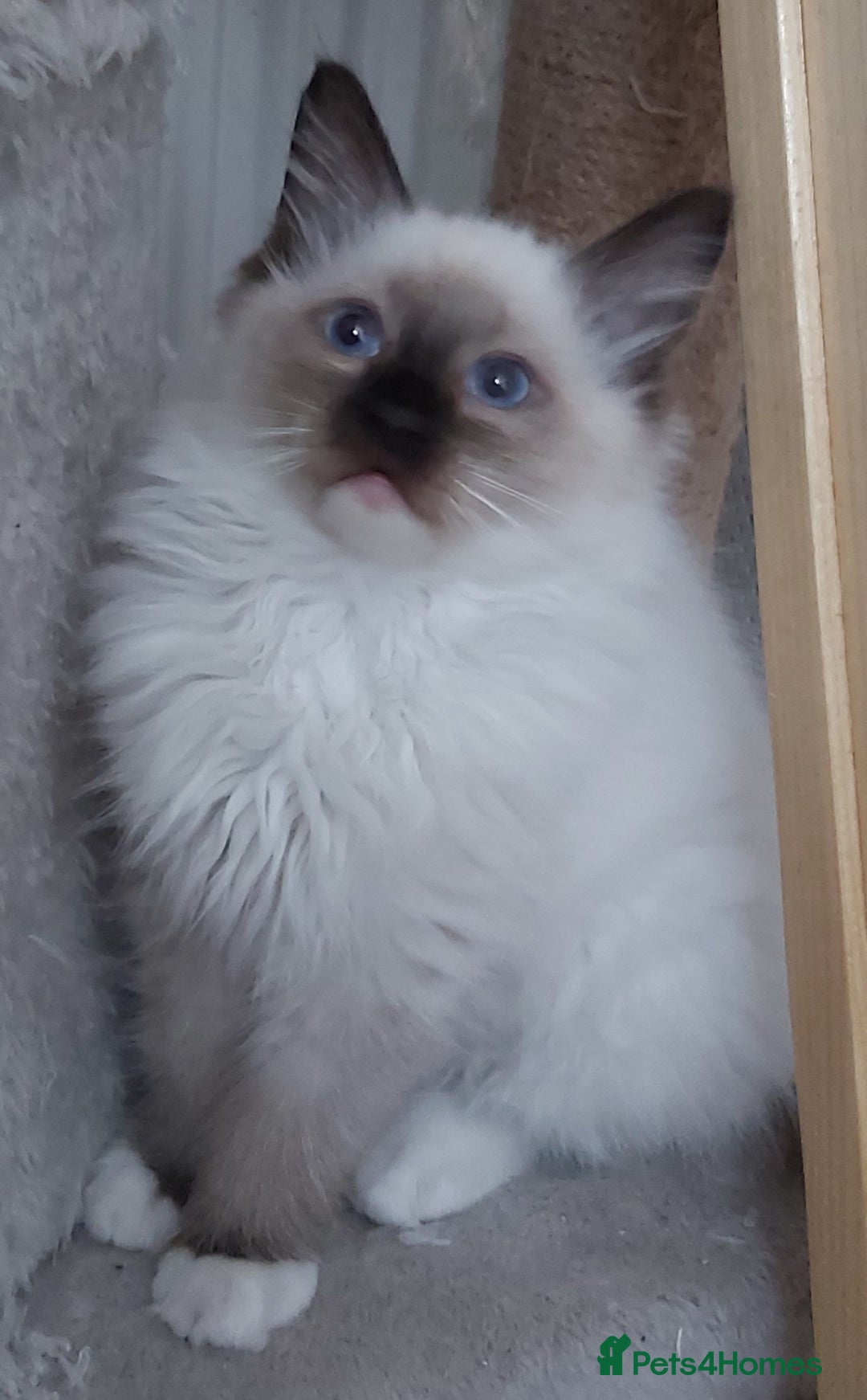 Ragdoll cats for sale: RAGDOLL SEAL POINT BLUE EYES READY NOW! - Image 31