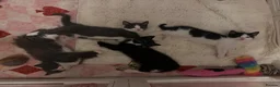 Mixed Breed cats for sale: Mixed cow-cat x maine coon in Cambridge - Advert 1