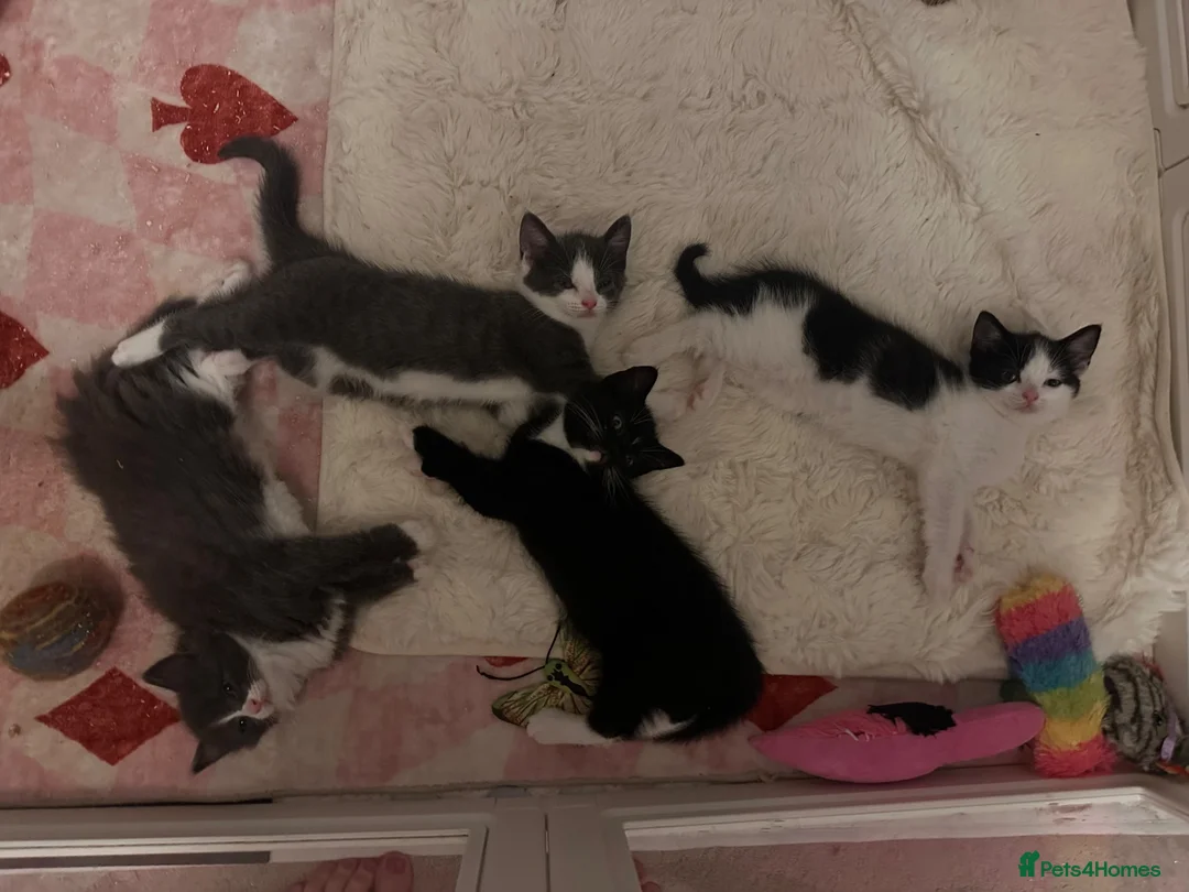 Mixed Breed cats for sale: Mixed cow-cat x maine coon in Cambridge - Advert 1