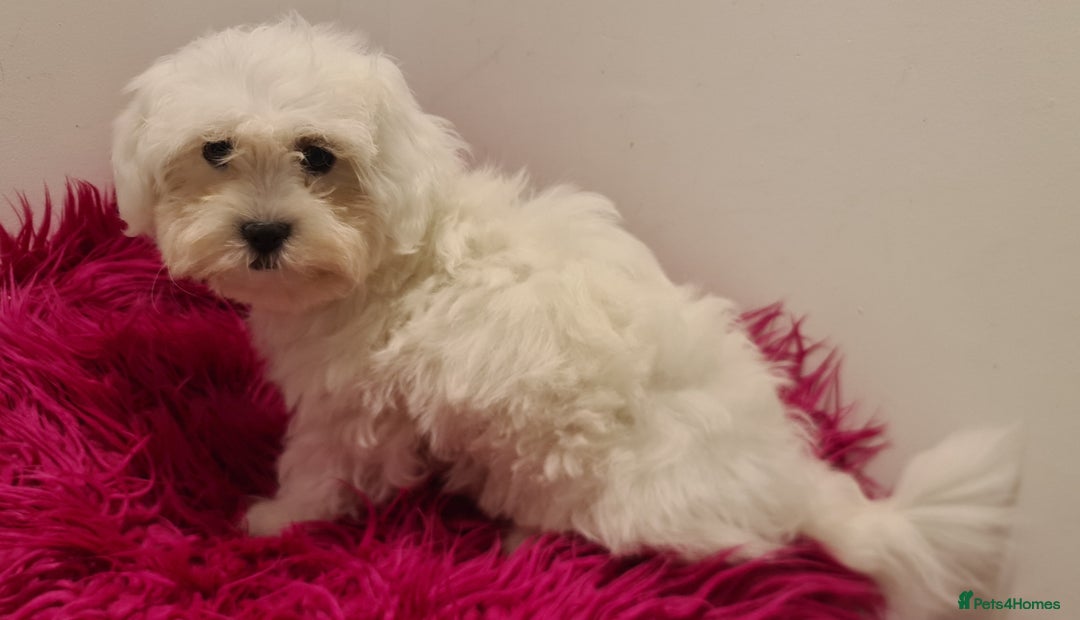 Maltipoo dogs for sale: Gorgeous pure white maltipoo girl  - Image 8