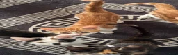 Mixed Breed cats for sale: Kittens ready to leave still available  - Advert 30