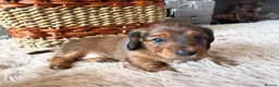 Miniature Dachshund dogs for sale: Beautiful Miniature Dachshund Puppies - Advert 11