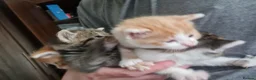 Mixed Breed cats for sale: 2 Playful Mixed kittens in Harrow - Advert 3