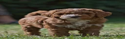 Australian Labradoodle dogs for sale: F1 Cockapoo x Australian Labradoodle Pups 🐾 - Advert 33
