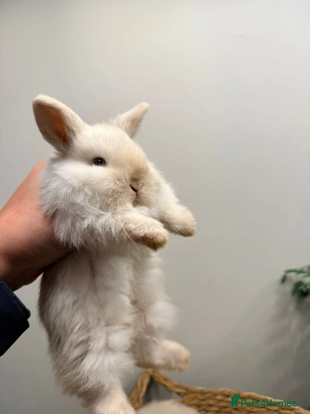 Mini Lion Lop rabbits for sale: Stunning Mini LionLops for Sale  - Advert 16
